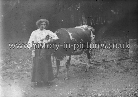 Lady and Cow, Sudbury Farm, Honey Lane, Waltham Abbey, Essex. c.1910